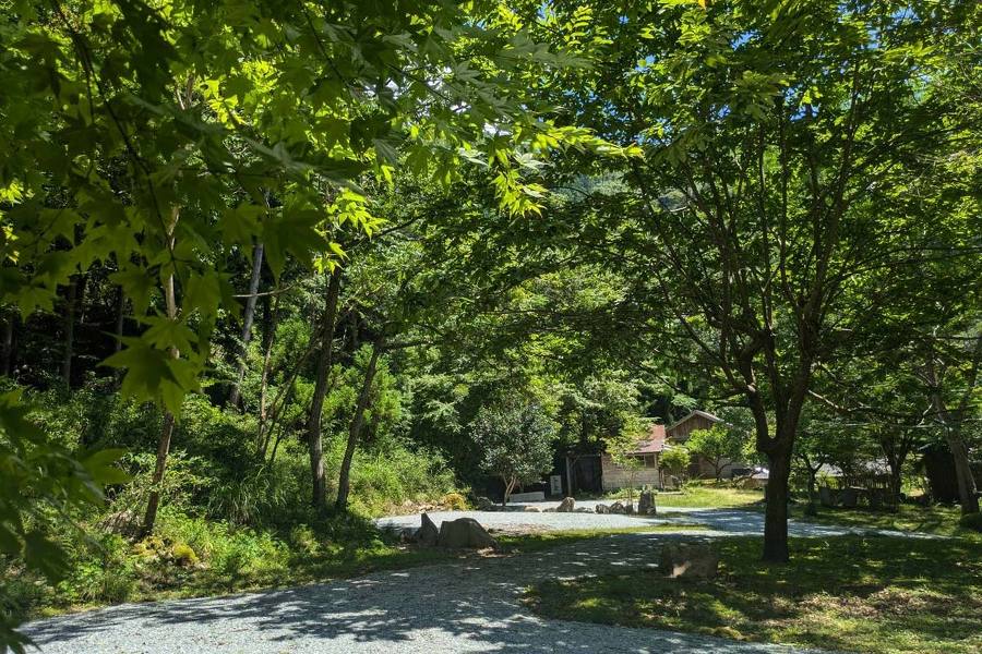 区画Cから区画Aを見たときの画像。整地された区画、森の中に木漏れ日が差している。