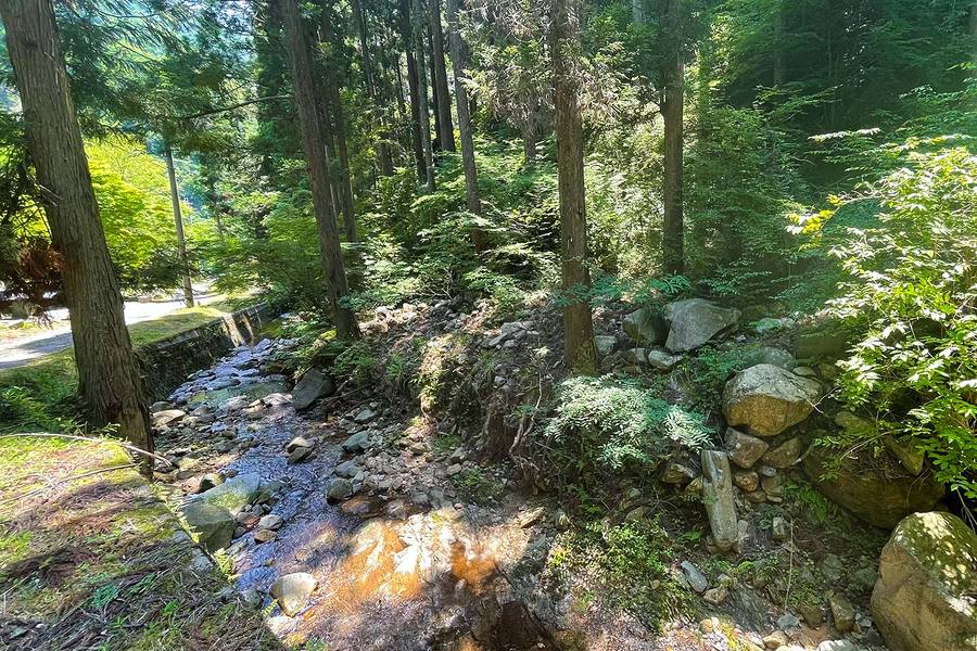 区画のすぐそばを流れる小川。日光、木漏れ日が差している。