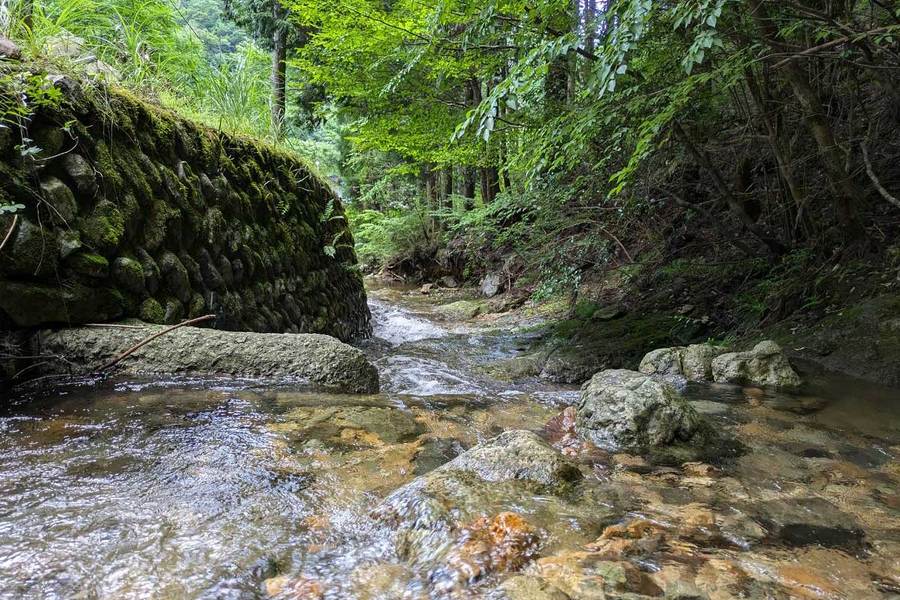 藤荘キャンプ場の区画のすぐそばを流れる小川。小川の底が見える澄んだ水が流れている。後ろには森が見えている。